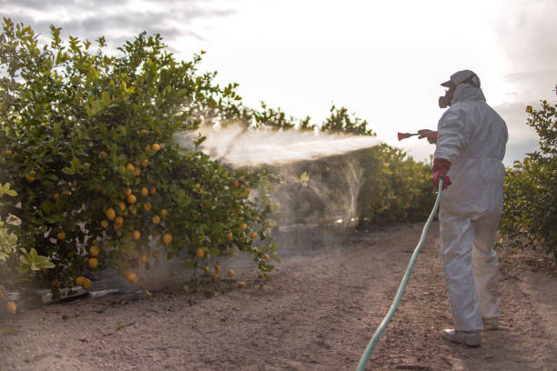 Best Pest Control Near Me  in Redington Beach, FL